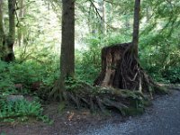 Summer Vacation 2018-160  Parasitic Trees!